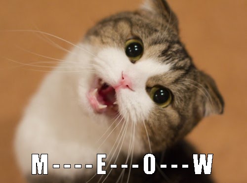 aa5a930ec14eaa49104b034192165e7a_-online-casino-cat-meows-cat-memes-meow_500-370