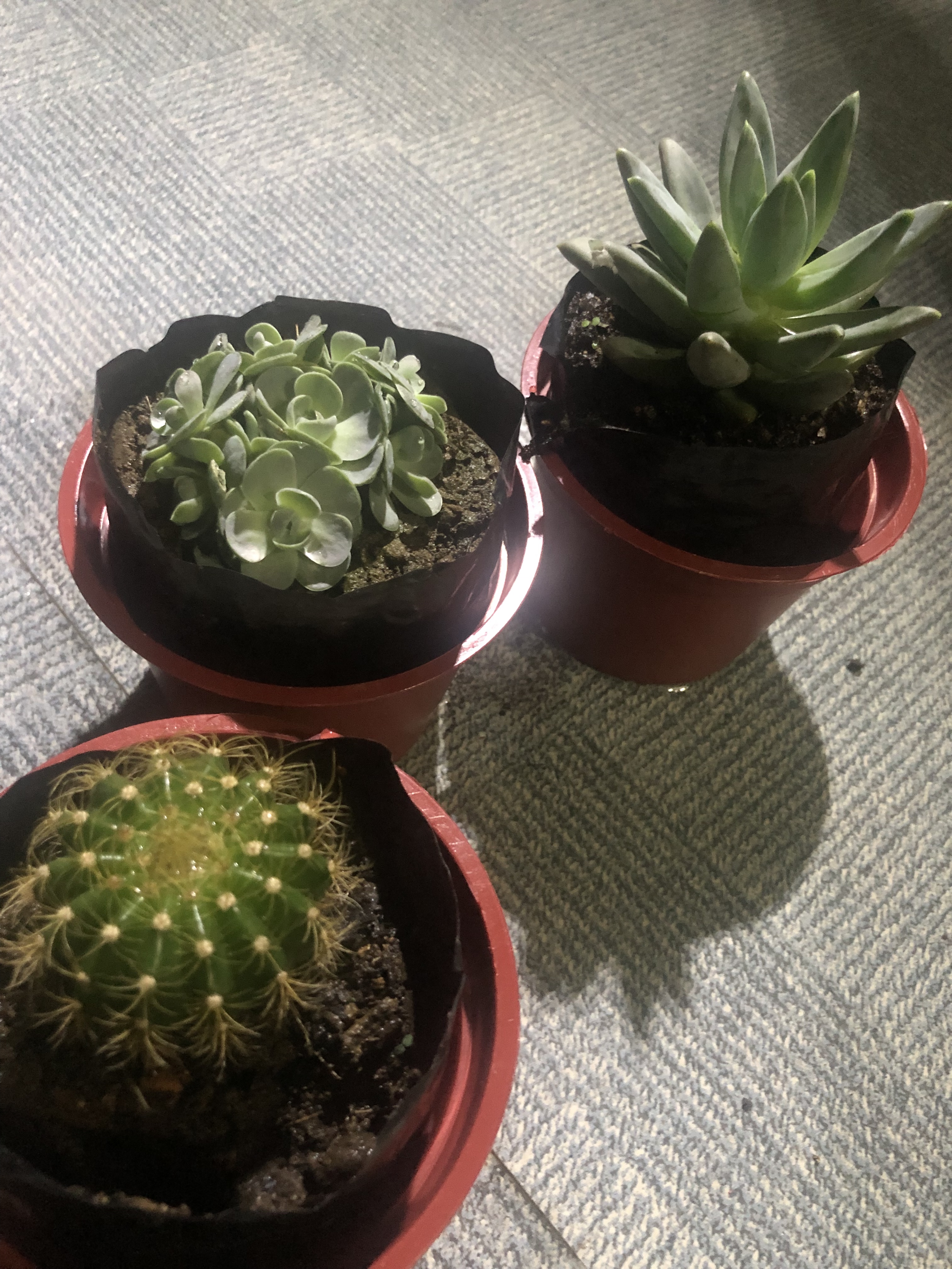 cactus, rose echeveria, x pachyveria